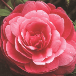 Marchesa Amalia Faraggiana