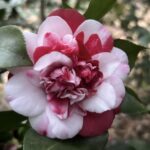 Formosa de Young