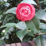 Elphinstoniana
