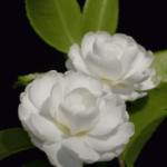 F.L.M. Bianco Natale
