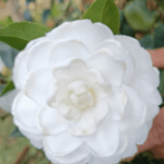 Fimbriata
