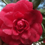 Flowerwood