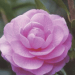 Fragrant Joy