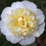 Jury's Yellow