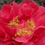 Nuccio's Ruby