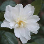 Winter's Waterlily
