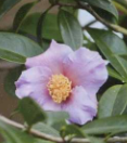 Xinzi