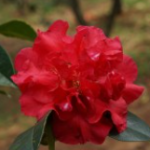 Dataohong