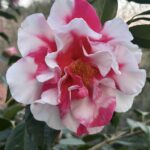 Frank Houser Variegated