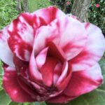 Tudor Baby Variegated