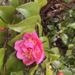 Fragrant Pink