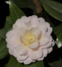 Tongzimian