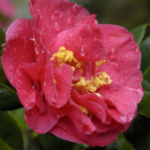 Margaret Wells