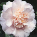 Nuccio's Pink Lace