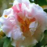 Tomorrow's Tropic Dawn