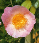 Sakura-tsukasa