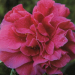Woodville Red