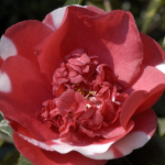Darsi