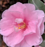 Elfin Rose