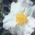 Hana-no-yuki