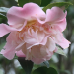 High Fragrance