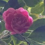 Benten Rosa
