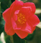 Itsukamachi