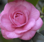 Rosa Mundi