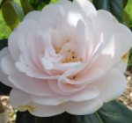 Rose des Sables