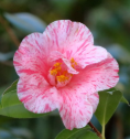 Sazanami